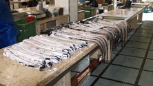 Imagem de Madeira integra Plano de Gestão para a pesca de peixe-espada-preto e do tubarão de profundidade