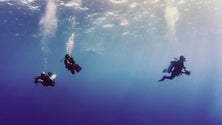 Imagem de Mergulho científico na Madeira com margem para progredir (vídeo)
