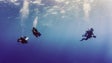 Mergulho científico na Madeira com margem para progredir (vídeo)