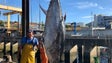 Valor do atum rabil descarregado este ano, próximo de meio milhão de euros (áudio)