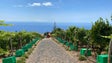 Imagem de Madeira vai ter vinho tranquilo biológico dentro de três meses (áudio)