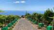 Madeira vai ter vinho tranquilo biológico dentro de três meses (áudio)