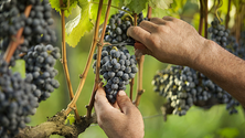 Imagem de Produtores de vinho da Madeira com a aquisição da certificação simplificada (vídeo)