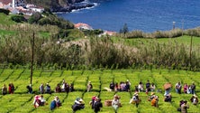 Imagem de Fábrica do Porto Formoso volta a recriar costumes e vivências da apanha do chá (Vídeo)