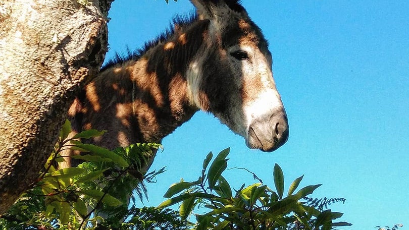 Imagem de Uma Burricada!