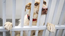 Imagem de Assembleia aprova criação do Provedor do Animal