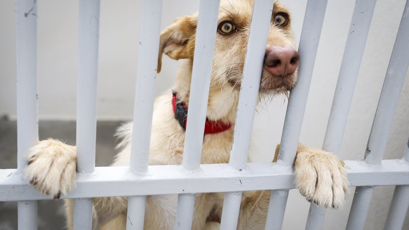 Assembleia aprova criação do Provedor do Animal