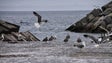 APRAM renova contrato com falcoaria para controlar praga de gaivotas