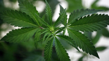 Imagem de Desmantelada em Espanha rede de tráfico de marijuana com ligações a Portugal