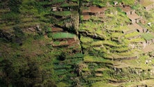 Imagem de Poios da Madeira em estudo nos Açores