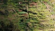 Imagem de Poios da Madeira em estudo nos Açores