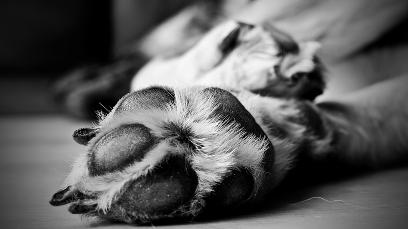 Imagem de GNR captura cão após ataque a pessoas