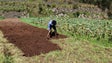 Governo Regional quer atrair jovens agricultores (áudio)