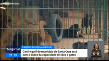 Imagem de Canil Municipal está esgotado (vídeo)