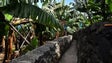 Imagem de Produtores de Banana queixam-se do governo (áudio)