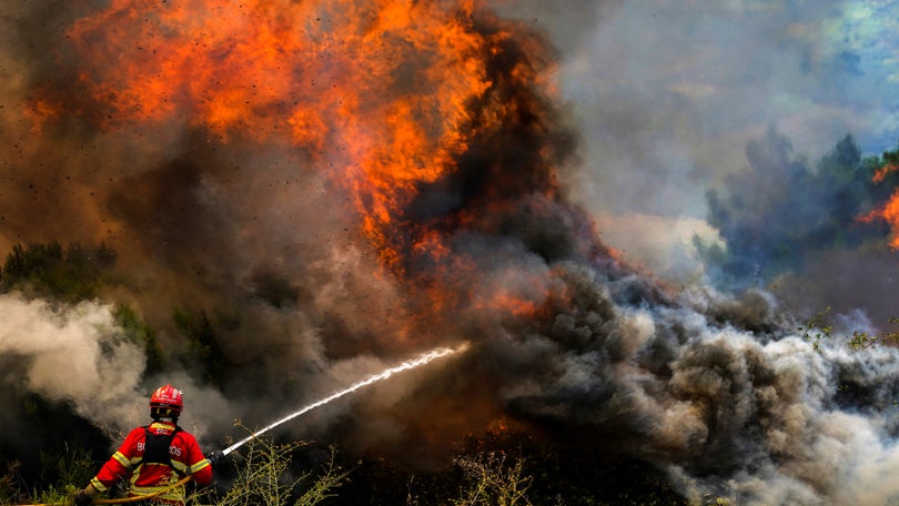 Arderam 43.721 hectares desde início do ano