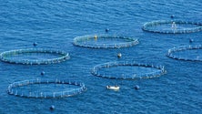 Imagem de Governo garante que Calheta não vai ter mais jaulas de aquacultura