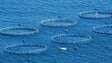 Imagem de Governo garante que Calheta não vai ter mais jaulas de aquacultura