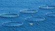Governo garante que Calheta não vai ter mais jaulas de aquacultura