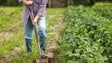 Imagem de 7 milhões para 12 mil agricultores (Vídeo)