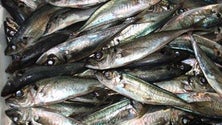 Imagem de Fugas à lota afetam preço final do peixe (Vídeo)
