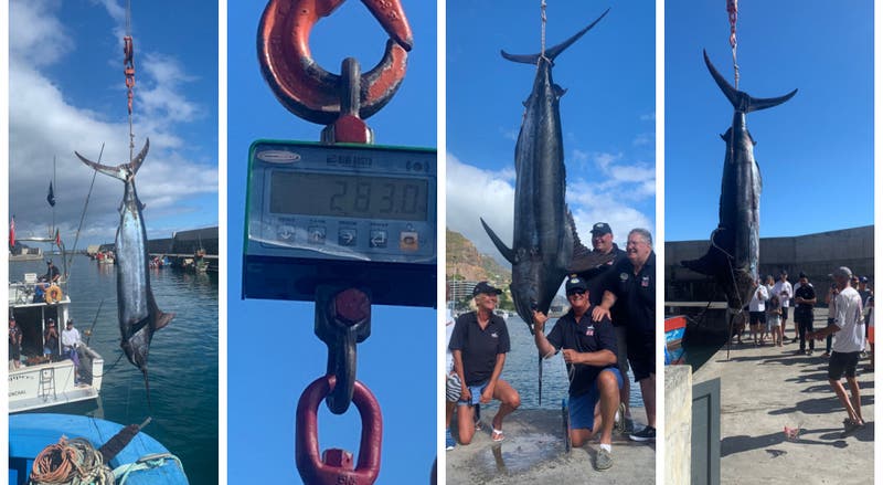 Título mundial na captura de um blue merlin foge por 14 kgs