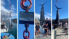 Imagem de Título mundial na captura de um blue merlin foge por 14 kgs