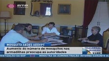 Imagem de Atividade do mosquito da dengue está a aumentar na Madeira