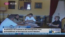 Atividade do mosquito da dengue está a aumentar na Madeira