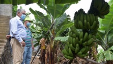 Imagem de Bananicultores recebem 750 mil euros