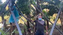 Imagem de Prejuízos avultados na banana (vídeo)