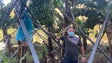 Imagem de Prejuízos avultados na banana (vídeo)
