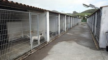 Canil de Ponta Delgada tem recebido menos pedidos de adoção (Vídeo)