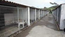 Imagem de Canil de Ponta Delgada tem recebido menos pedidos de adoção (Vídeo)
