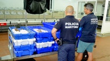 Imagem de Inspeção Regional das Pescas apreende trezentos quilos de pescado