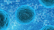 Imagem de Portugal está na linha da frente da regeneração de tecidos humanos