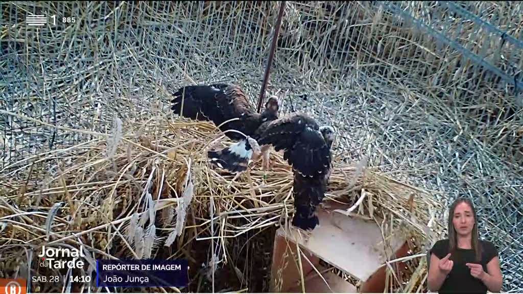 Águias caçadeiras no Alentejo passaram de 113 para 30 casais numa década