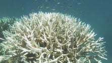 Imagem de Grande Barreira de Coral continua em risco
