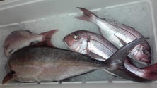 Imagem de GNR apreende 65 quilos de lapas e pescado fresco