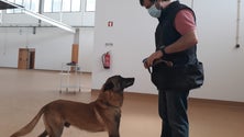 Imagem de Cães treinados para detetar covid-19 (áudio)
