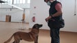 Imagem de Cães treinados para detetar covid-19 (áudio)