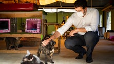 Imagem de Coligação Confiança quer priorizar causa animal (áudio)