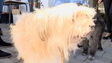 Imagem de Vacinação gratuita de animais (vídeo)
