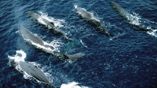Imagem de Biodiversidade marinha da Macaronésia em debate na Madeira