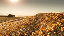 Imagem de Pró-russos acusam ucranianos da perda de 200.000 toneladas de cereais