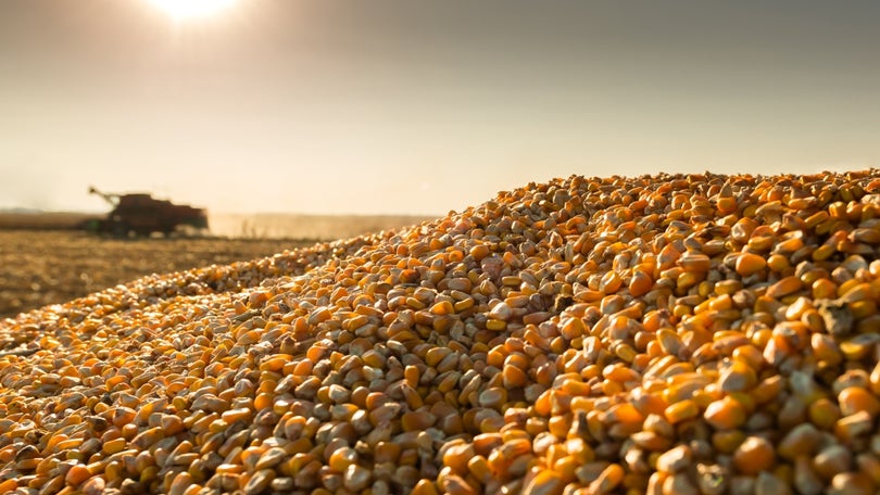 Imagem de Pró-russos acusam ucranianos da perda de 200.000 toneladas de cereais