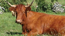 Imagem de Animal provoca acidente na Ajuda da Bretanha (Vídeo)