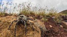 Imagem de População de tarântulas das Desertas em crescimento