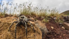 População de tarântulas das Desertas em crescimento