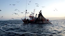 Imagem de União Europeia autoriza pesca dirigida de atum rabilho na Madeira
